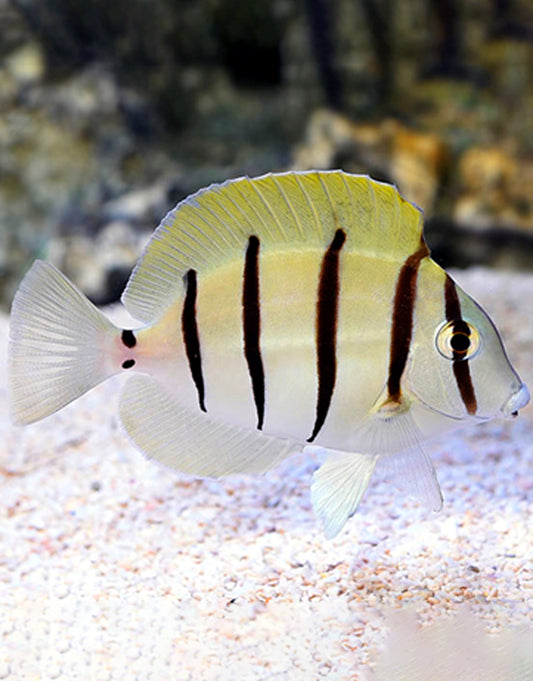 Convict Tang