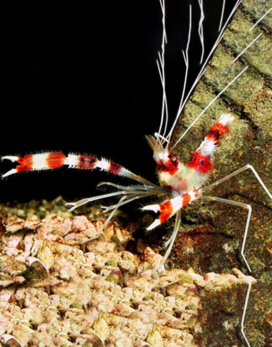 Coral Banded Shrimp