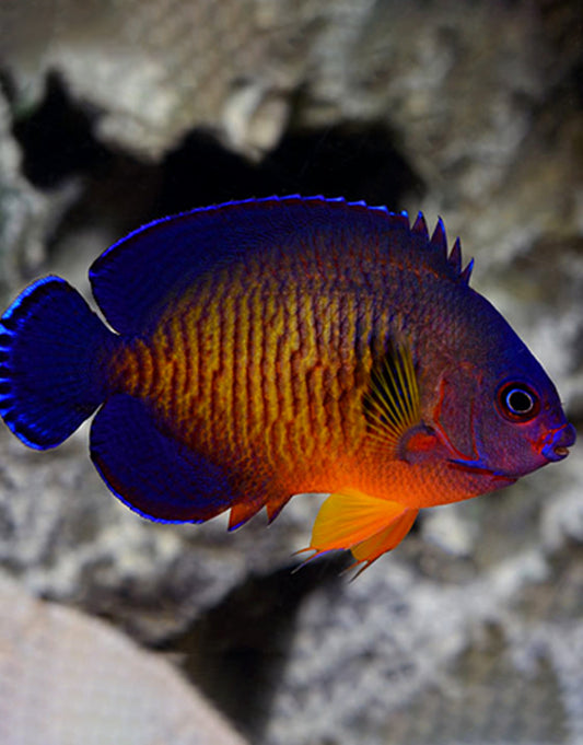 Coral Beauty Angelfish