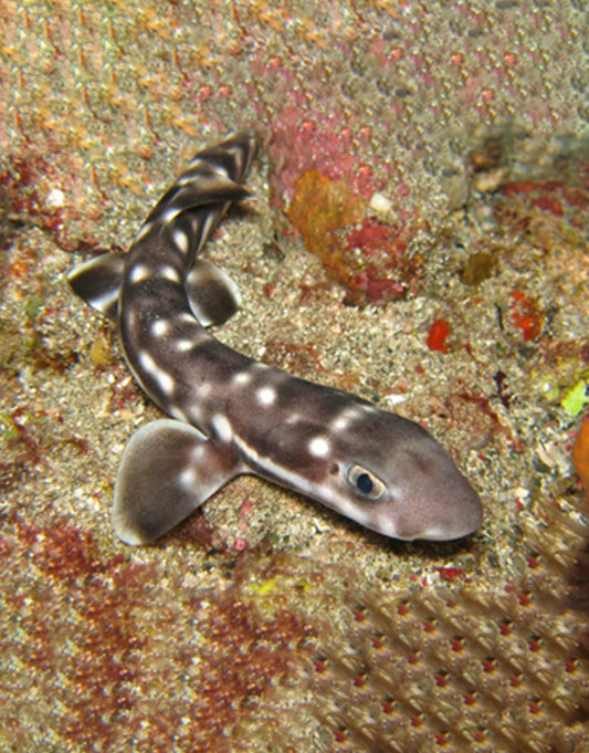 Coral Cat Shark