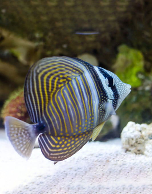 Desjardini Sailfin Tang