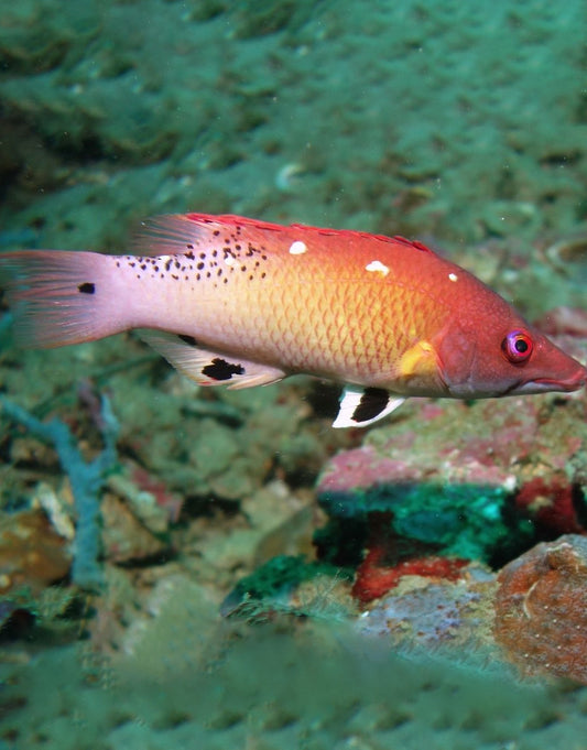 Diana’s Hogfish