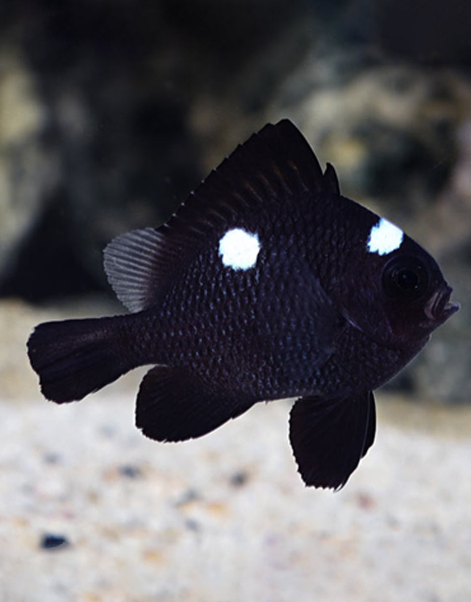 Domino Damselfish