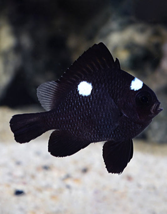 Domino Damselfish