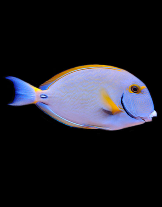 Dussemeri