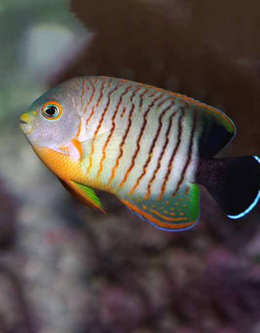 Eibli Angelfish