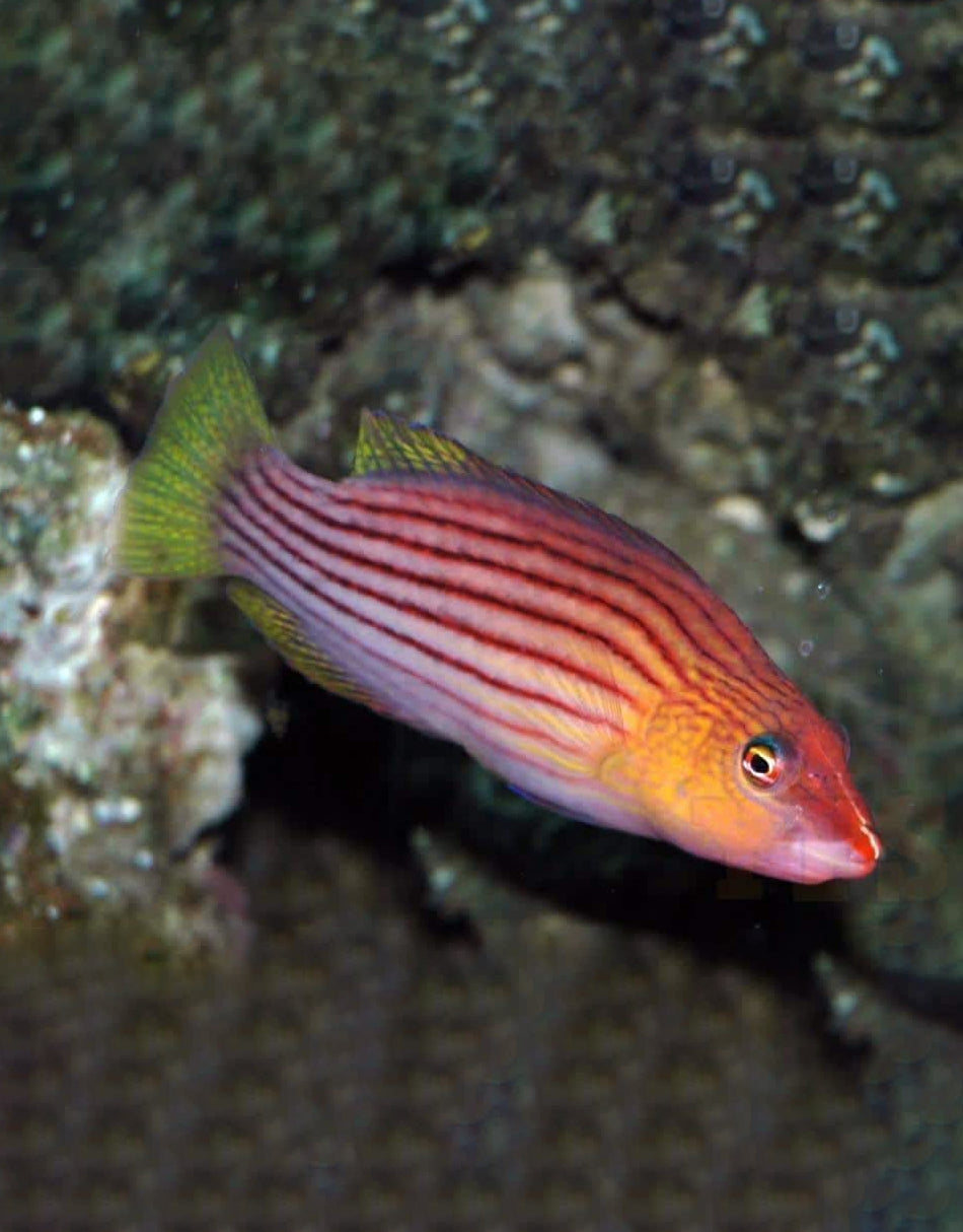 Eight Line Wrasse
