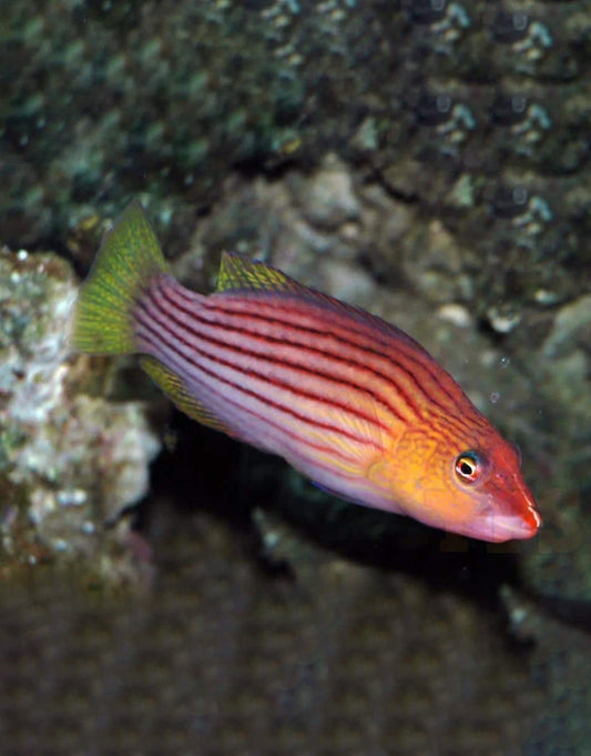 Eight Line Wrasse