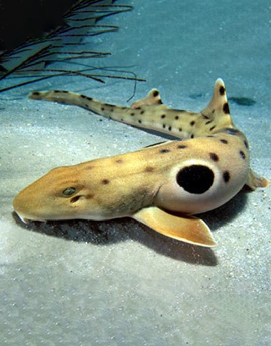 Epaulette Shark