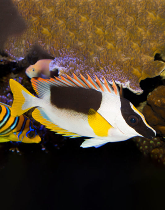 Foxface Rabbitfish Front Rabbit Fish – JK-Fish