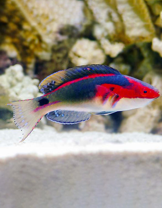 Exquisite Wrasse