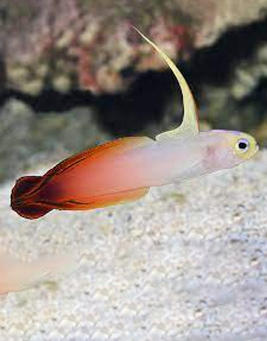 Firefish Blenny