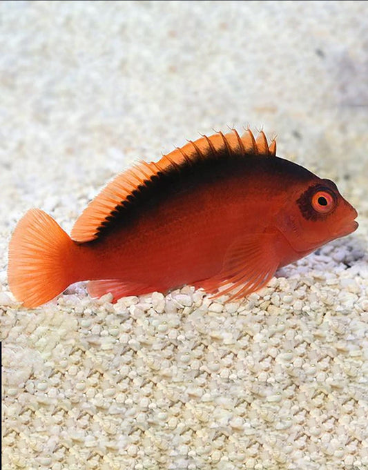 Flame Hawkfish