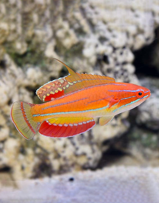 Flasher Carpenter Wrasse