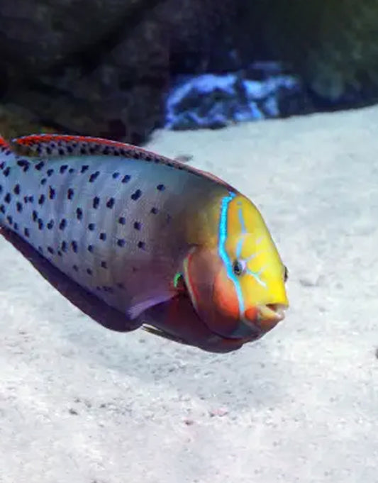 Formosa Coris Wrasse