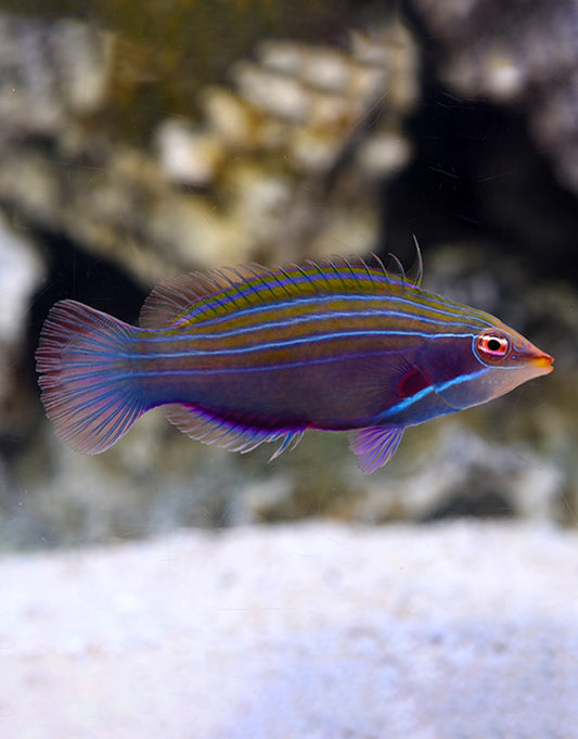 Four Line Wrasse