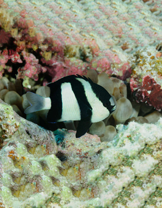 Four Striped Damselfish