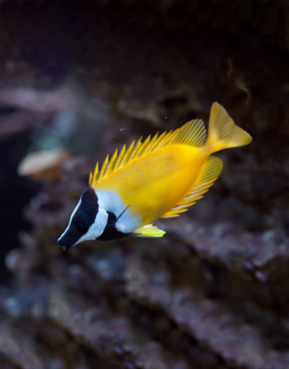 Foxface Rabbitfish – JK-Fish