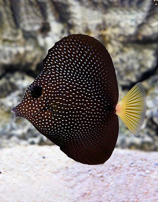 Gem Tang