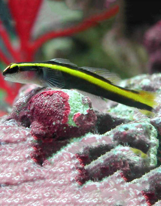 Golden neon goby