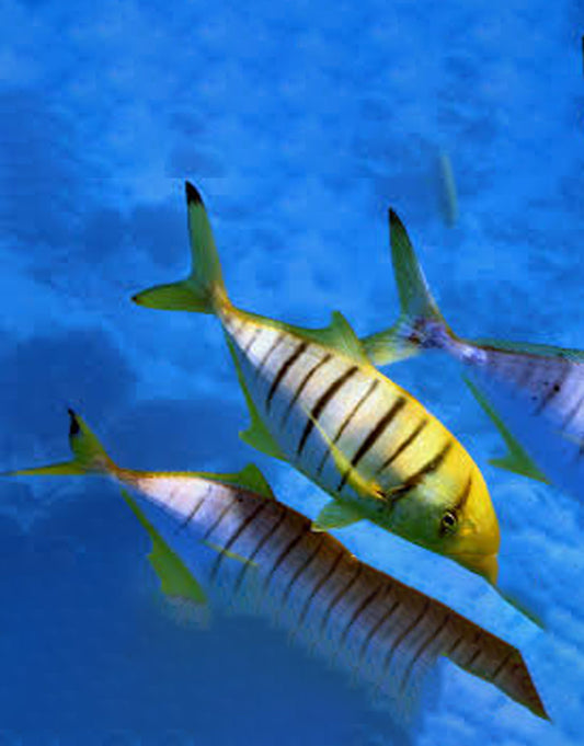 Golden Pilot Fish