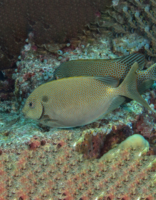 Goldspotted Spinefoot Rabbitfish