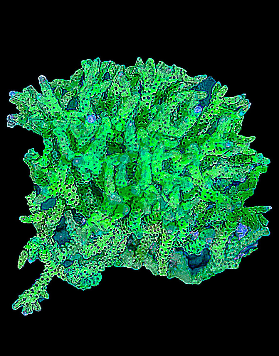 Green Anacropora