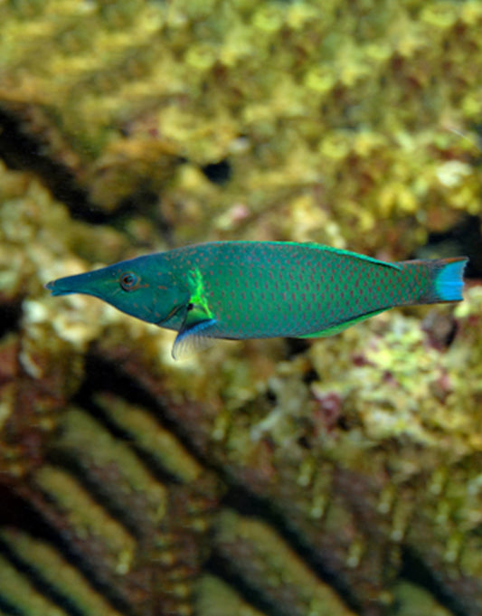 Green Bird Wrasse