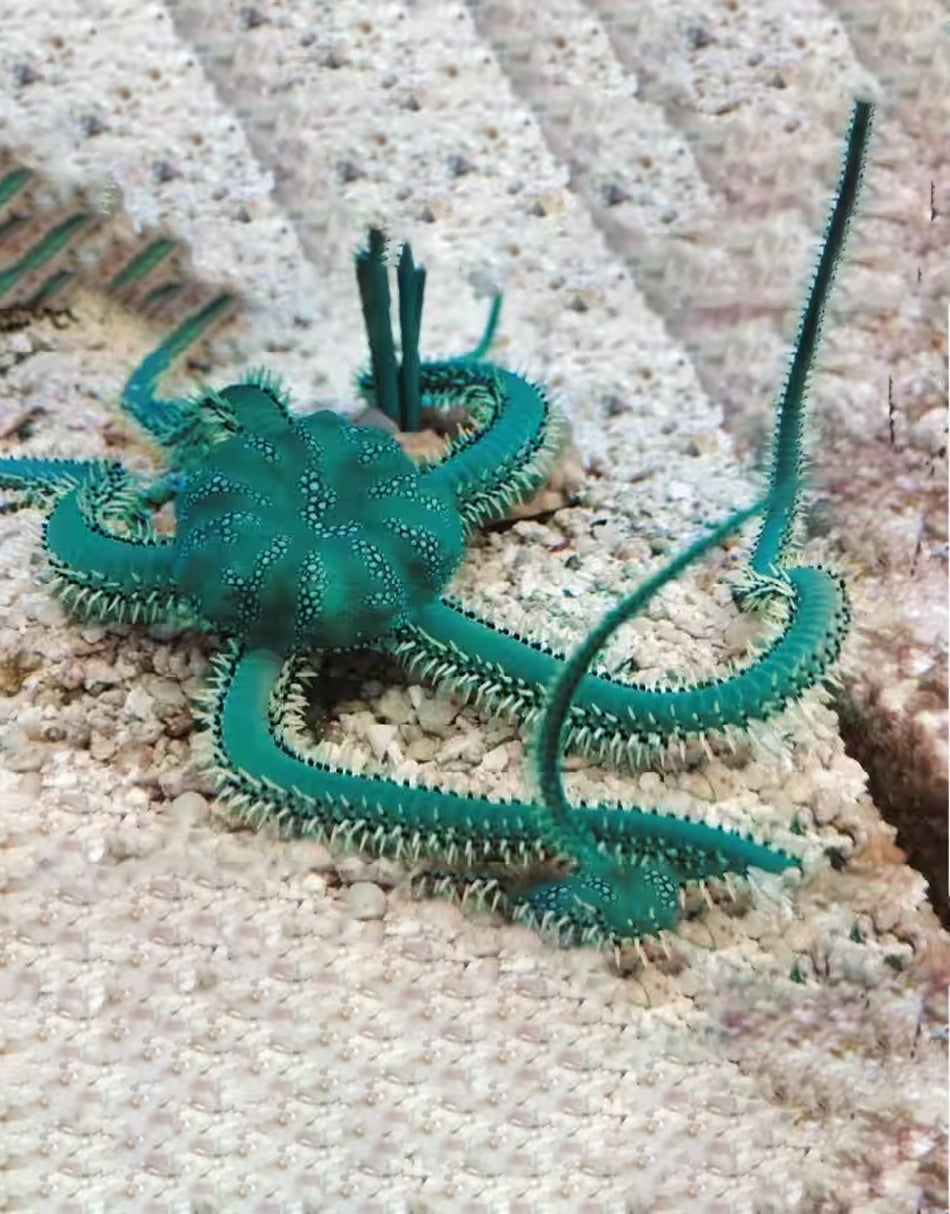 Green Brittle Starfish