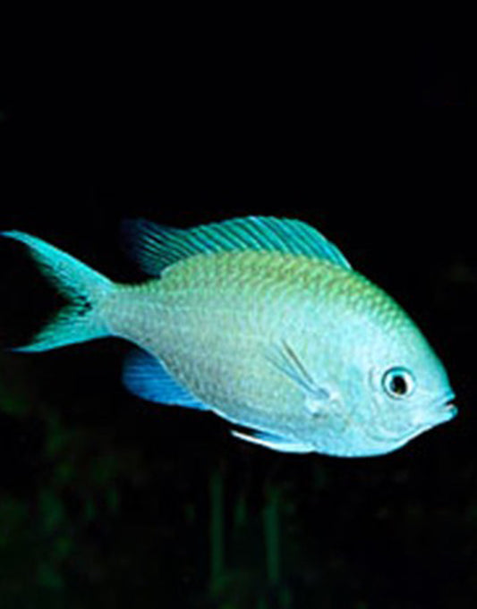 Green Chromis