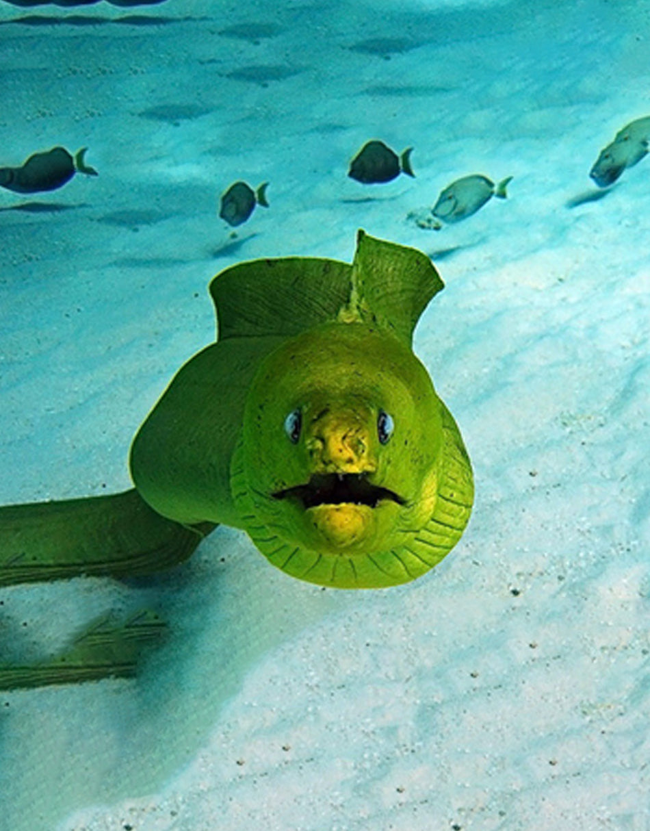 Green Moray Eel – JK-Fish