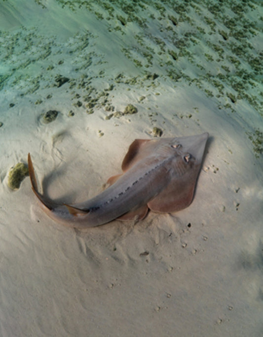 Guitar Shark
