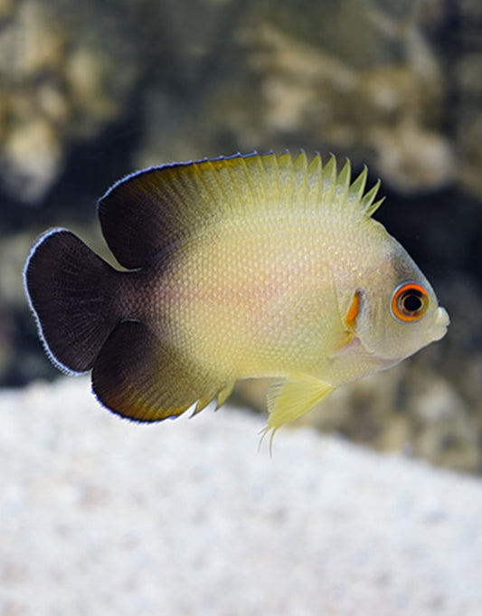 Half Black Angelfish