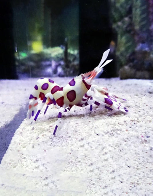 Harlequin Shrimp