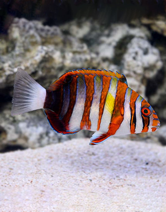 Harlequin Tusk
