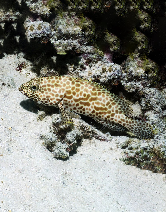 Honeycomb Grouper