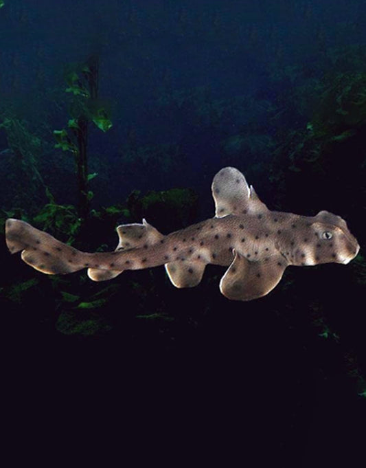Horn Shark