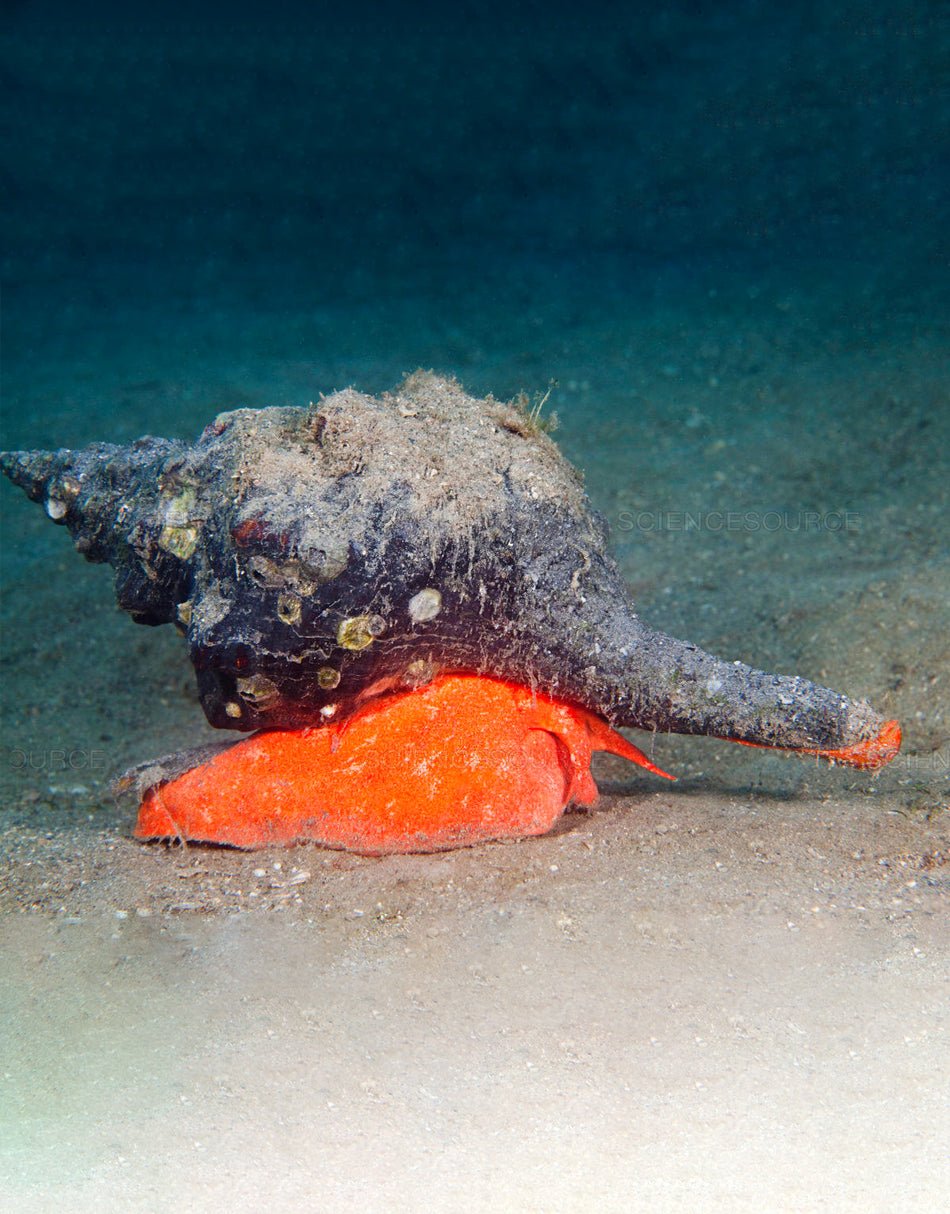 Horse Conch