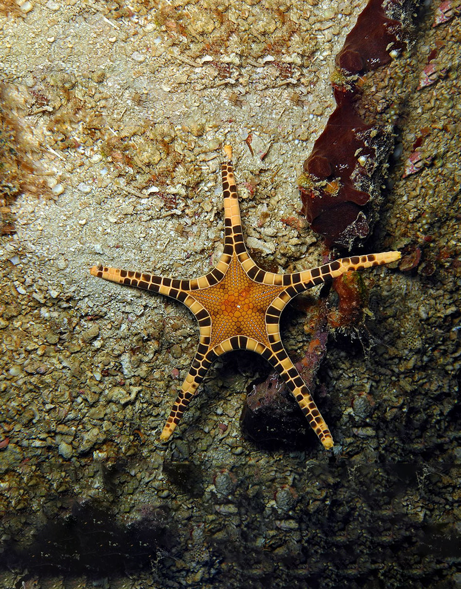 Icon Starfish