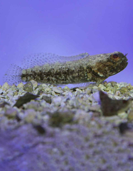 Jawfish Dusky