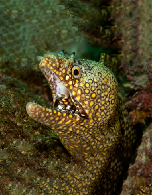 Jewel Moray