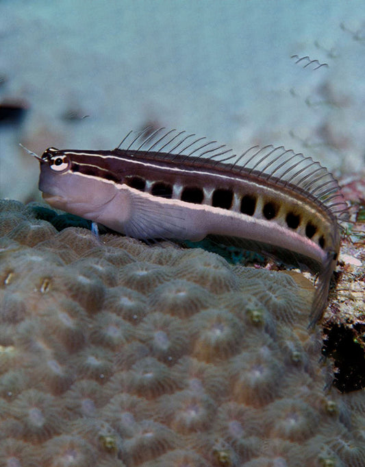 Klausewitz blenny