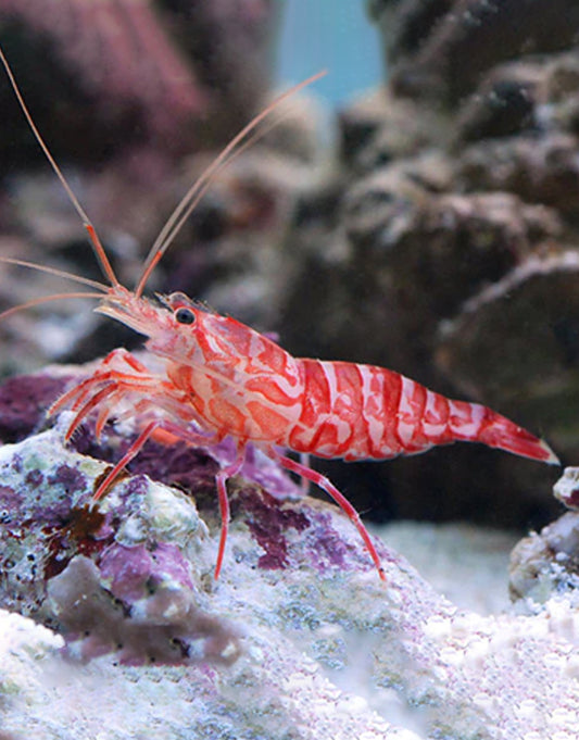 Kuekenthali Cleaner Shrimp