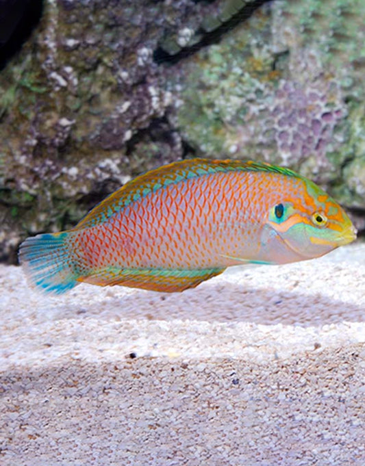Kuiters Leopard Wrasse