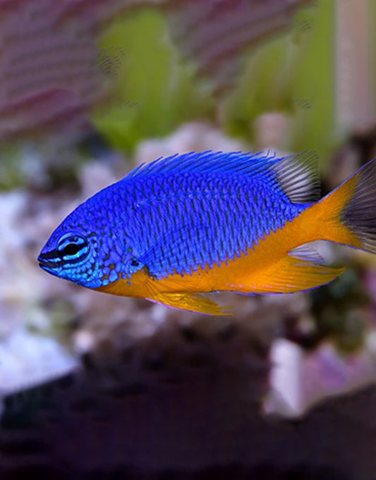 Kupang Damselfish