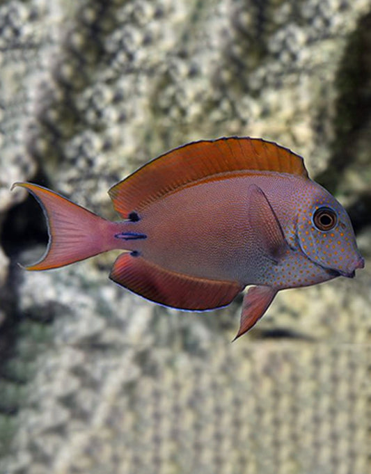 Lavender Tang