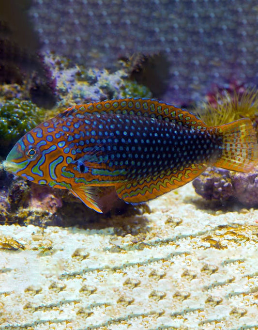 Leopard Ornate Wrasse