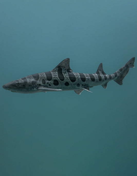 Leopard Shark