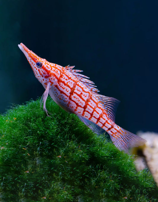Long Nose Hawkfish