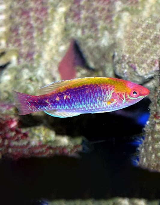 Lubbock's Wrasse